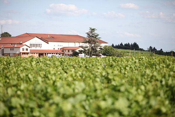 Cave de Bully, sud Beaujolais